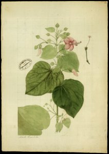 (Flora brasileira sem identificação) (7), da Coleção Brasiliana Iconográfica