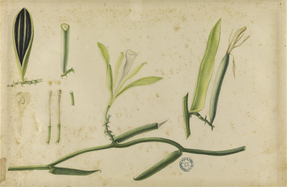 (Folhas e flores) (21), da Coleção Brasiliana Iconográfica
