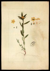 (Flora brasileira sem identificação) (17), da Coleção Brasiliana Iconográfica