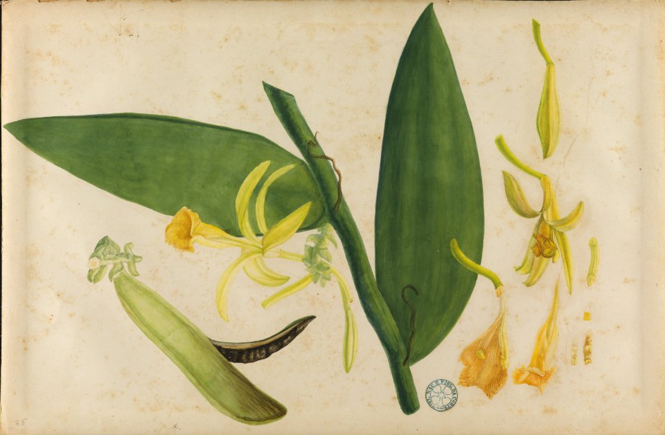 (Folhas e flores) (5), da Coleção Brasiliana Iconográfica