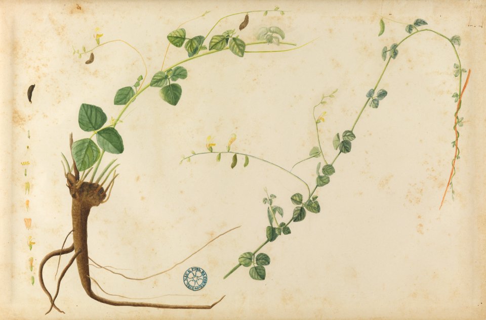 (Folhas, flores e raízes) (5), da Coleção Brasiliana Iconográfica