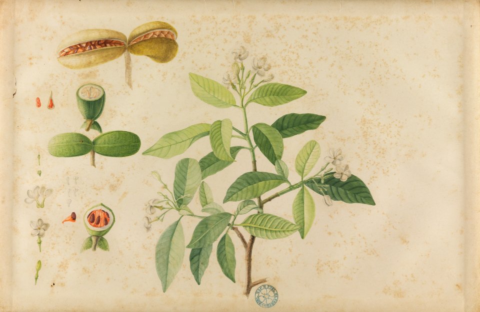 (Folhas, flores e frutos) (11), da Coleção Brasiliana Iconográfica