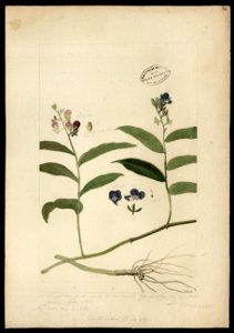 (Flora brasileira sem identificação) (6), da Coleção Brasiliana Iconográfica