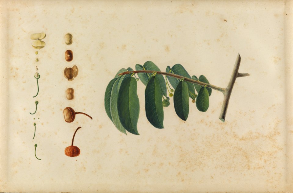 (Folhas, flores e frutos) (14), da Coleção Brasiliana Iconográfica