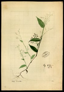(Graminea) (1), da Coleção Brasiliana Iconográfica