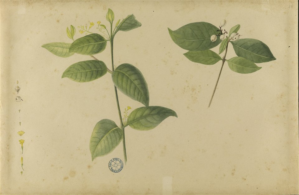 (Folhas, flores e frutos) (2), da Coleção Brasiliana Iconográfica