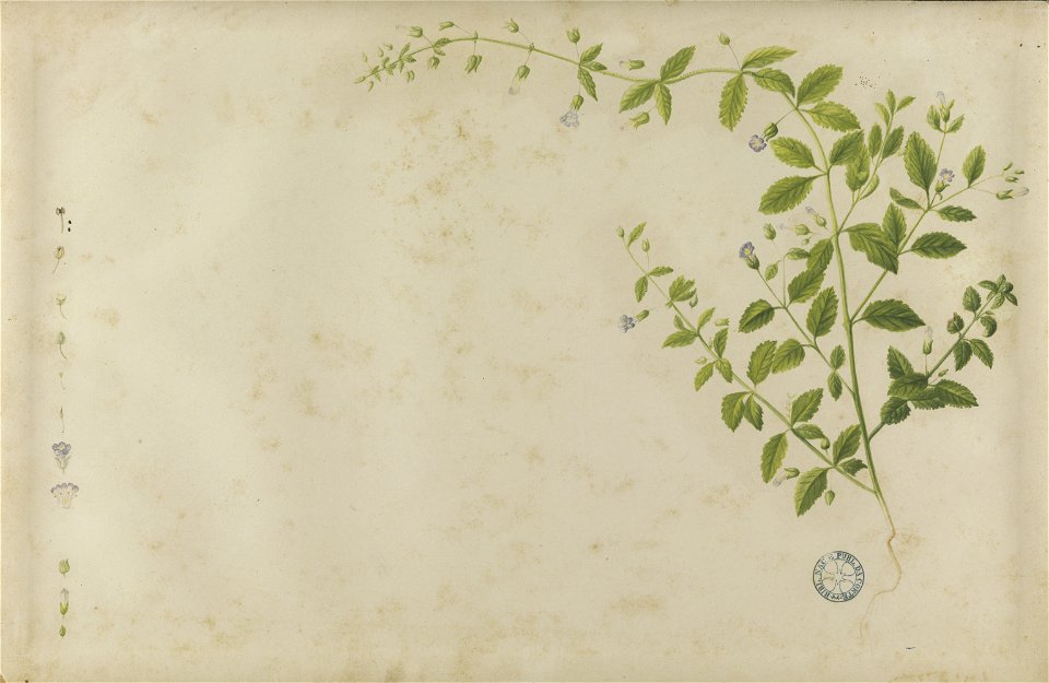 (Folhas e flores) (4), da Coleção Brasiliana Iconográfica