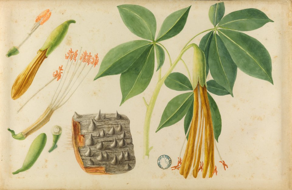 (Folhas, flores e frutos) (5), da Coleção Brasiliana Iconográfica