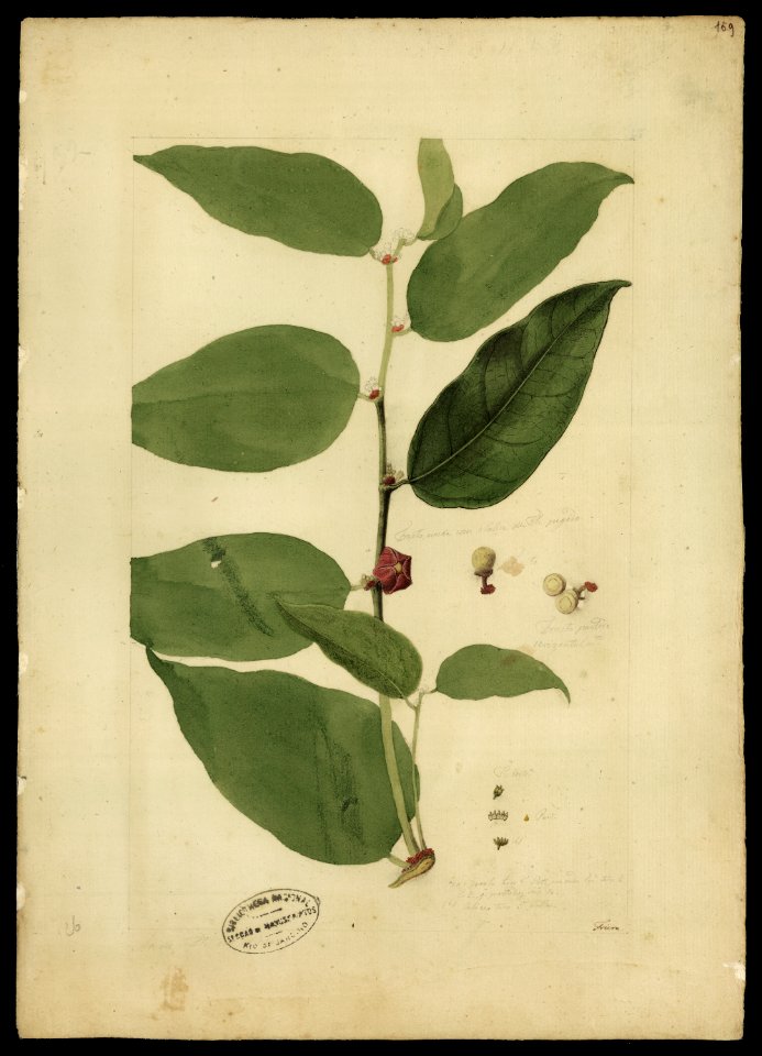(Heisteria), da Coleção Brasiliana Iconográfica