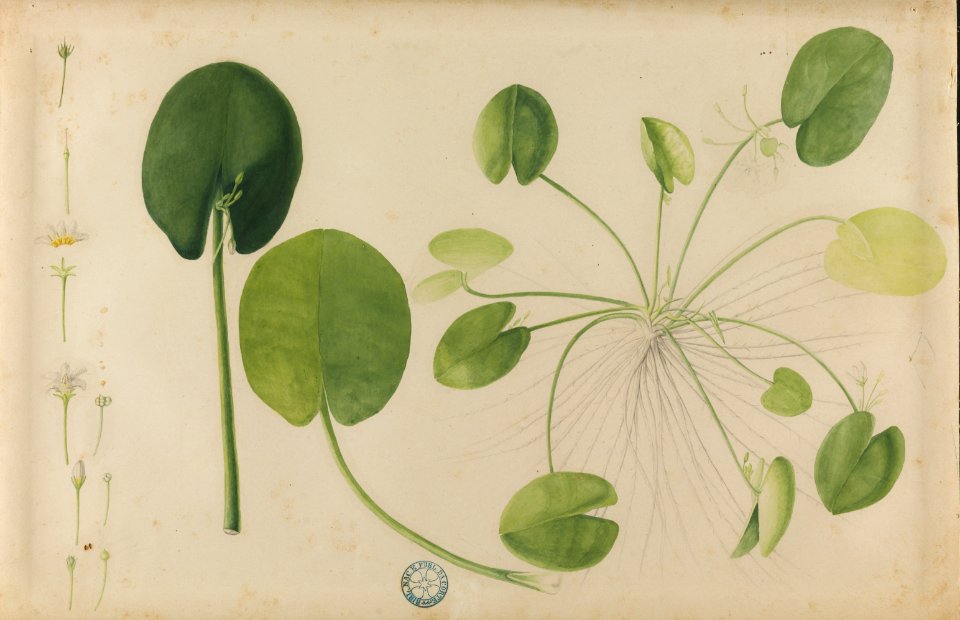 (Folhas, flores e raízes) (1), da Coleção Brasiliana Iconográfica