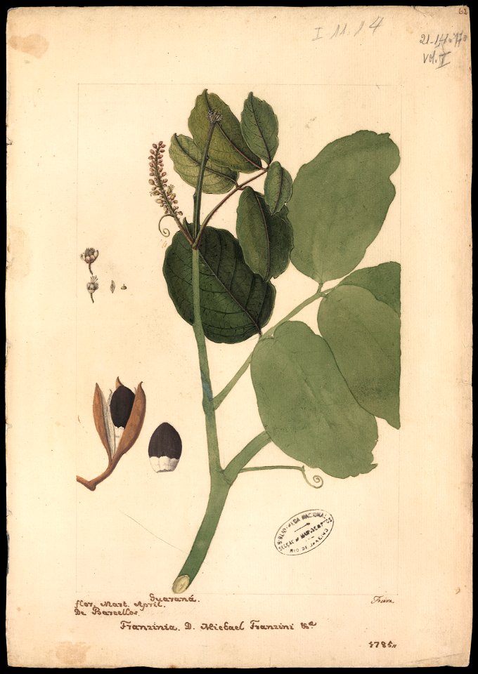 (Guaraná), da Coleção Brasiliana Iconográfica