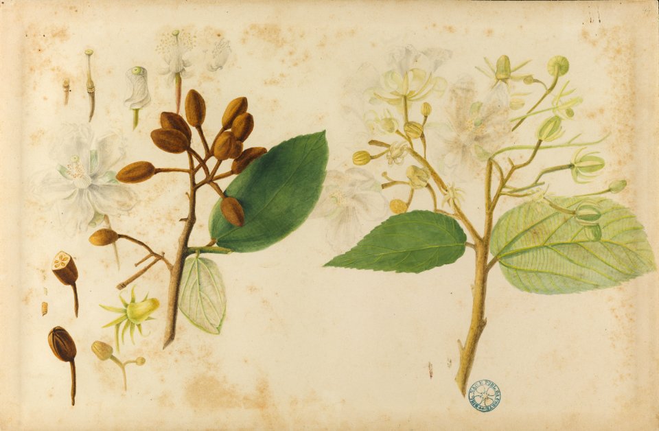 (Folhas, flores e frutos) (13), da Coleção Brasiliana Iconográfica