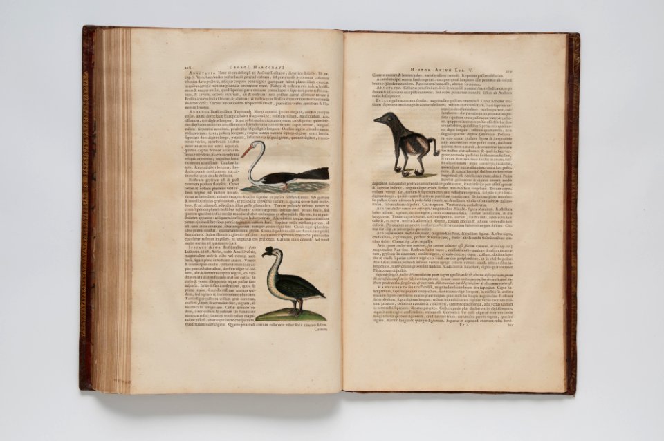 (Ilustrações zoológicas) (6), da Coleção Brasiliana Iconográfica