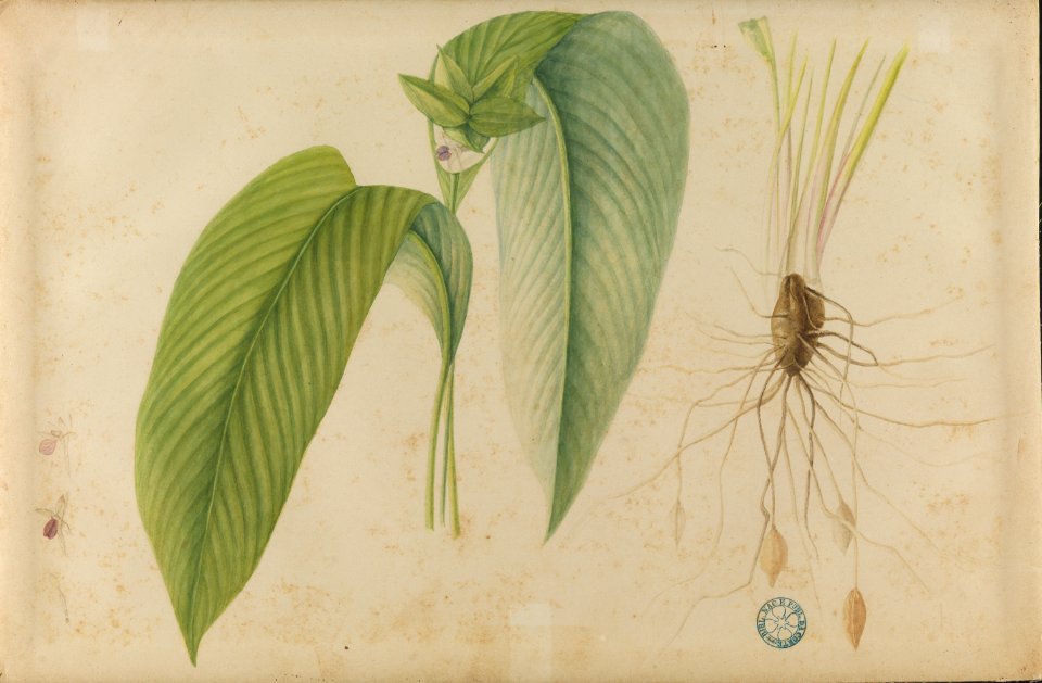 (Folhas, flores e raízes) (4), da Coleção Brasiliana Iconográfica