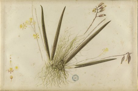 (Folhas, flores, frutos e raízes) (4), da Coleção Brasiliana Iconográfica