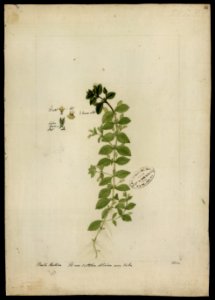 (Herpestis), da Coleção Brasiliana Iconográfica