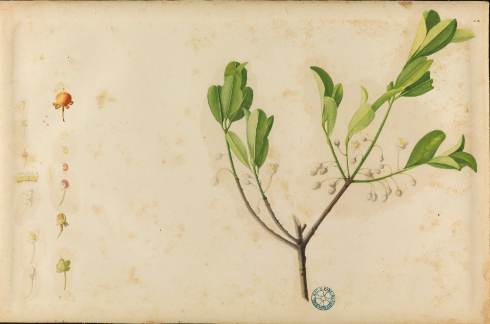 (Folhas, flores e frutos) (4), da Coleção Brasiliana Iconográfica