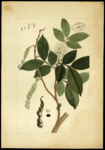 (Inga) (3), da Coleção Brasiliana Iconográfica