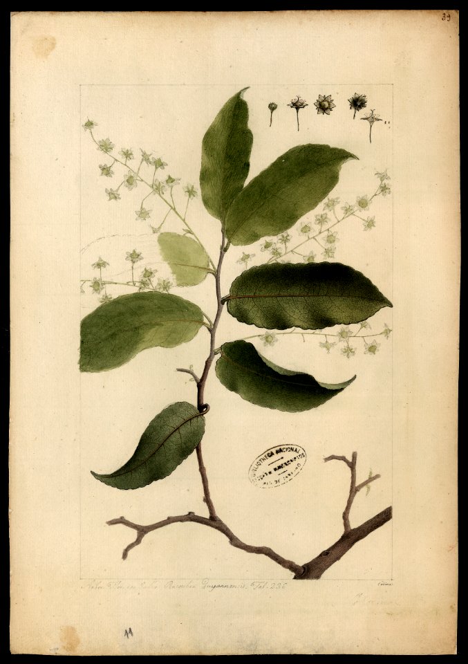 (Homalium pedicellatum, Benth), da Coleção Brasiliana Iconográfica