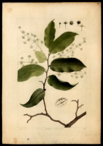 (Homalium pedicellatum, Benth), da Coleção Brasiliana Iconográfica