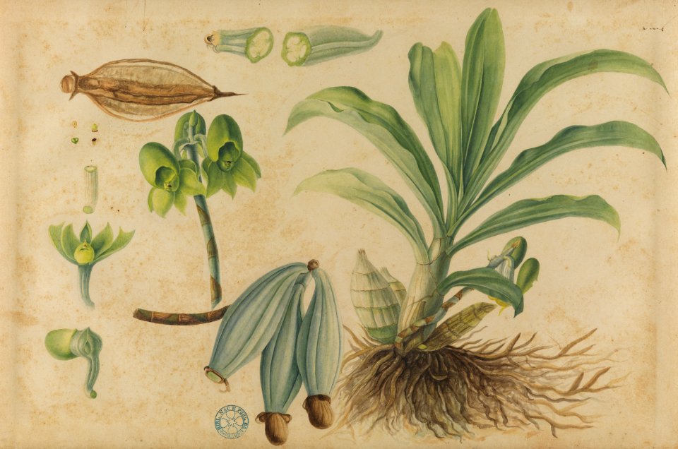 (Folhas, frutos e raízes), da Coleção Brasiliana Iconográfica