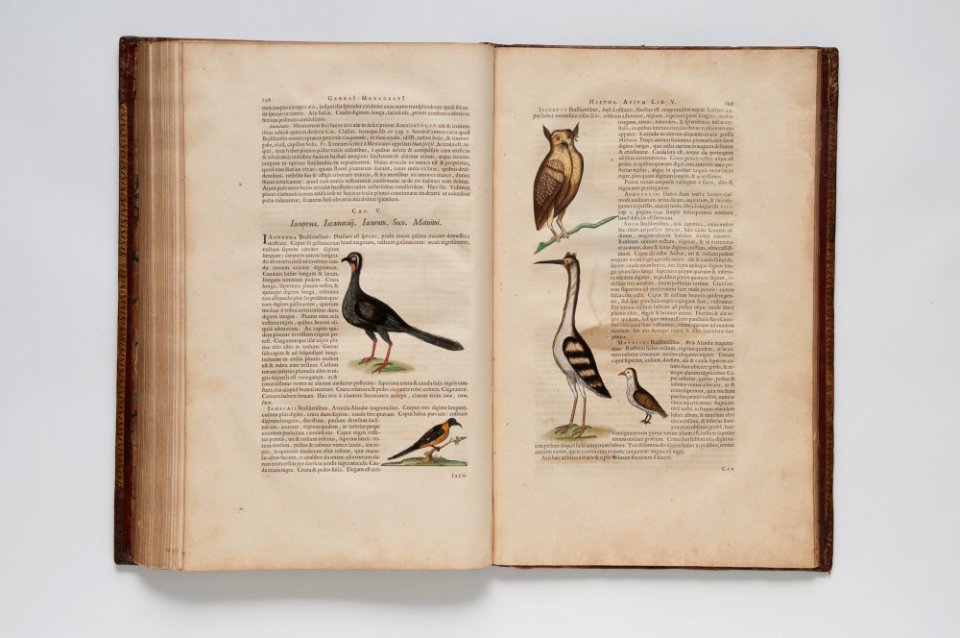 (Ilustrações zoológicas) (15), da Coleção Brasiliana Iconográfica