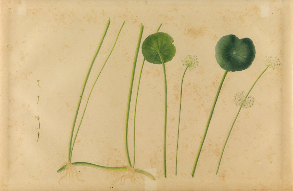 (Folhas, flores e raízes) (3), da Coleção Brasiliana Iconográfica