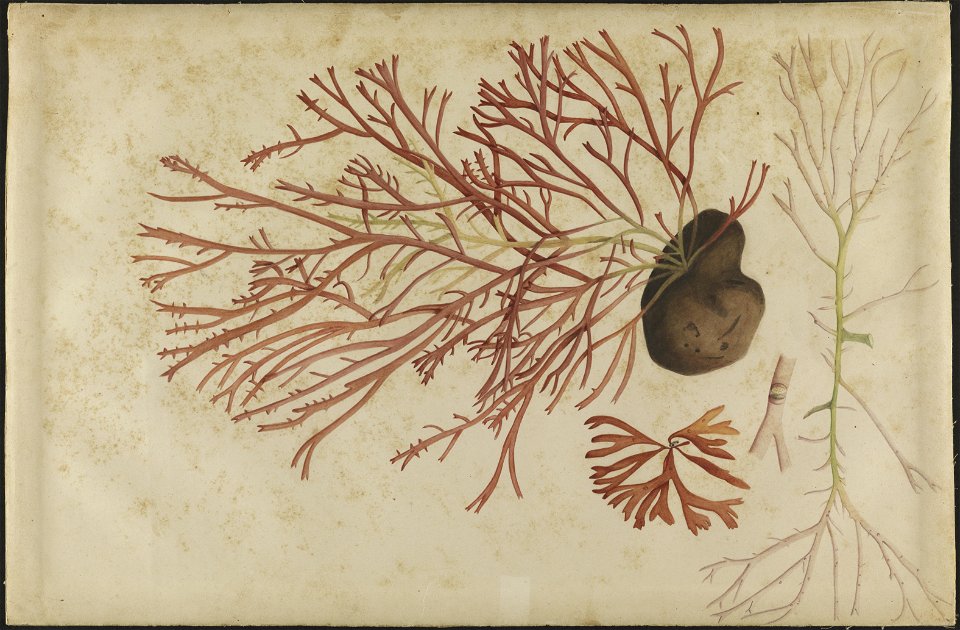(Fruto e Raízes), da Coleção Brasiliana Iconográfica