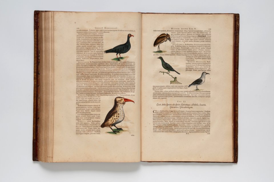(Ilustrações zoológicas) (22), da Coleção Brasiliana Iconográfica