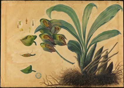 (Folhas, flores, frutos e raízes) (6), da Coleção Brasiliana Iconográfica