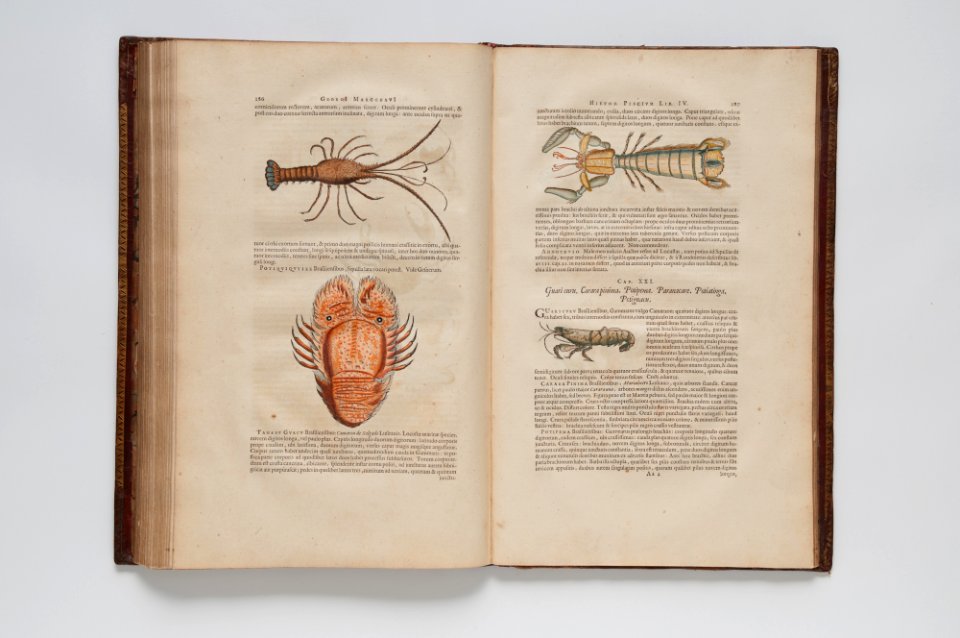 (Ilustrações zoológicas) (3), da Coleção Brasiliana Iconográfica