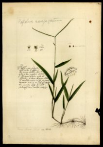 (Graminea) (2), da Coleção Brasiliana Iconográfica
