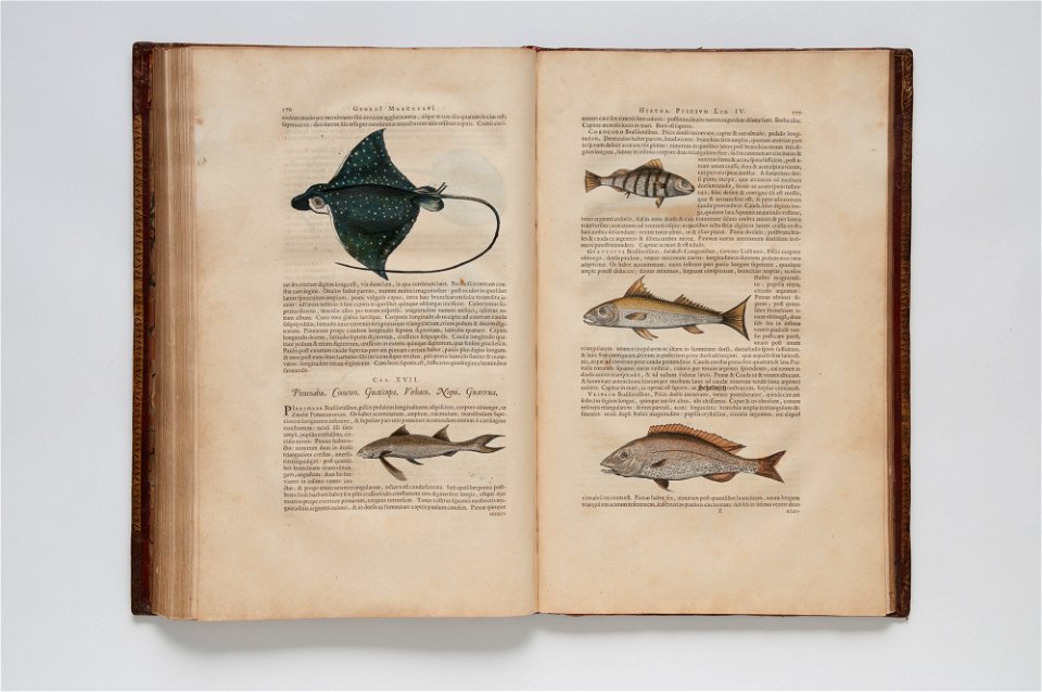 (Ilustrações zoológicas) (11), da Coleção Brasiliana Iconográfica