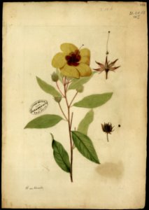 (Hibiscus) (1), da Coleção Brasiliana Iconográfica