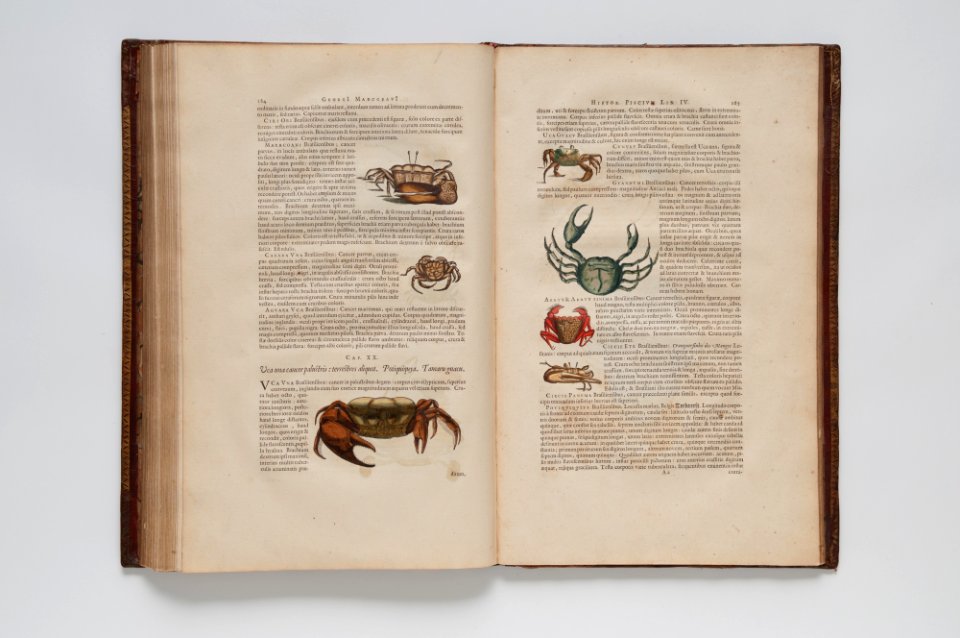 (Ilustrações zoológicas) (19), da Coleção Brasiliana Iconográfica