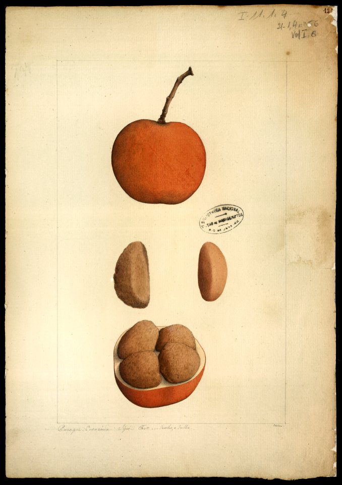 (Hippocratteaceae salacia), da Coleção Brasiliana Iconográfica