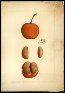 (Hippocratteaceae salacia), da Coleção Brasiliana Iconográfica