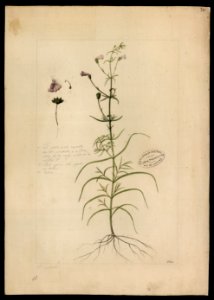 (Gerardia hispida, Mart.)., da Coleção Brasiliana Iconográfica