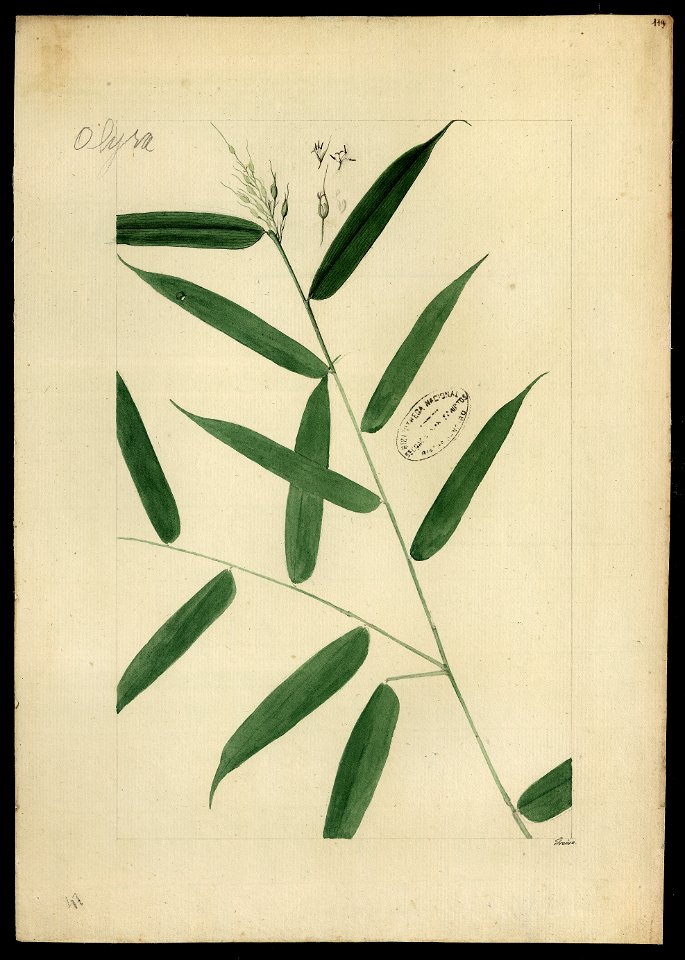 (Graminea) (5), da Coleção Brasiliana Iconográfica