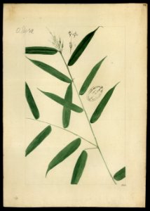 (Graminea) (5), da Coleção Brasiliana Iconográfica