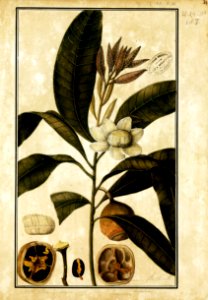 (Gustavia Augusta), da Coleção Brasiliana Iconográfica