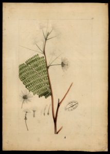 (Inga) (2), da Coleção Brasiliana Iconográfica