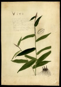 (Graminea) (4), da Coleção Brasiliana Iconográfica