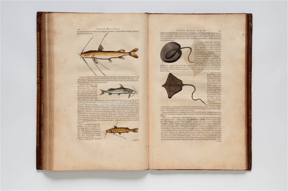 (Ilustrações zoológicas) (7), da Coleção Brasiliana Iconográfica