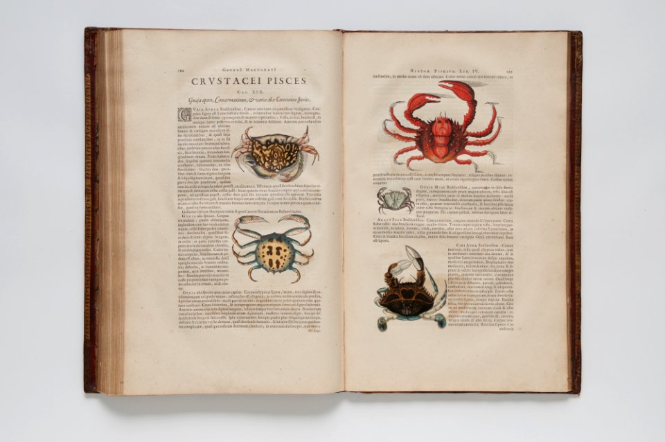 (Ilustrações zoológicas) (10), da Coleção Brasiliana Iconográfica