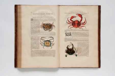 (Ilustrações zoológicas) (10), da Coleção Brasiliana Iconográfica