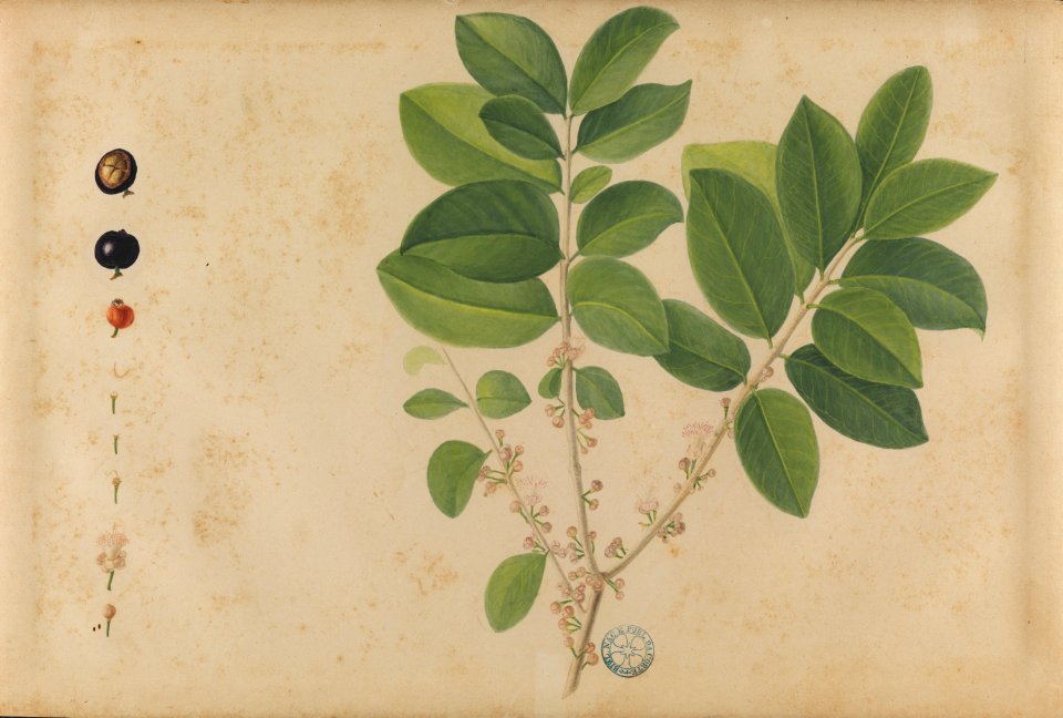 (Jabuticaba), da Coleção Brasiliana Iconográfica