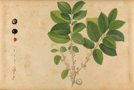 (Jabuticaba), da Coleção Brasiliana Iconográfica