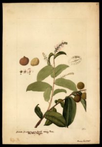 (Hyrtella), da Coleção Brasiliana Iconográfica