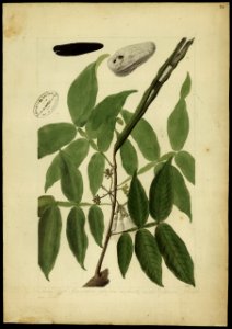 (Inga) (4), da Coleção Brasiliana Iconográfica